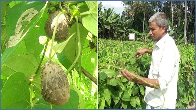 কৃষকদের স্বপ্ন দেখাচ্ছে ‘গাছআলু’