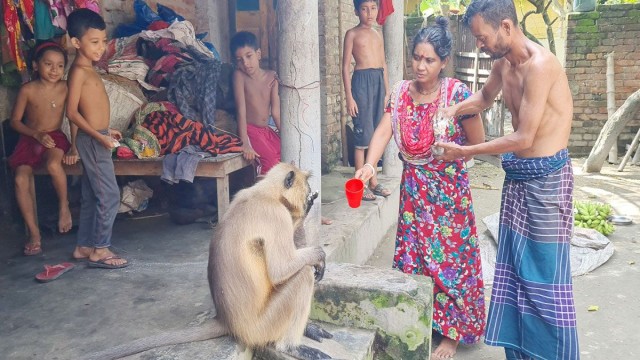 লোকালয়ে ক্ষুধার্ত মুখপোড়া হনুমান